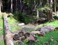 nadelmischwald-zammer-loch