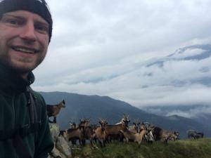 Gämsen auf der Riffelspitze